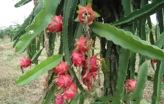 火龙果种植方法和技巧