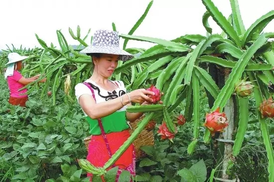 火龙果种殖栽培技术分享