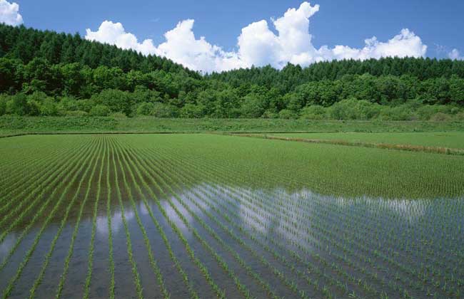 稻田泥鳅养殖技术