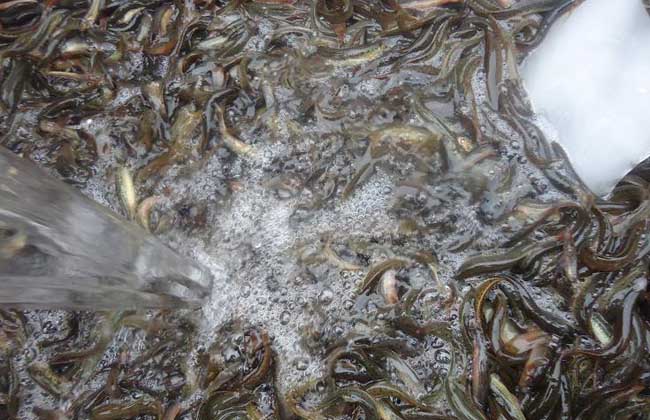 泥鳅常见疾病的防治技术
