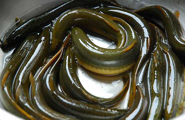 泥鳅吃什么食物？