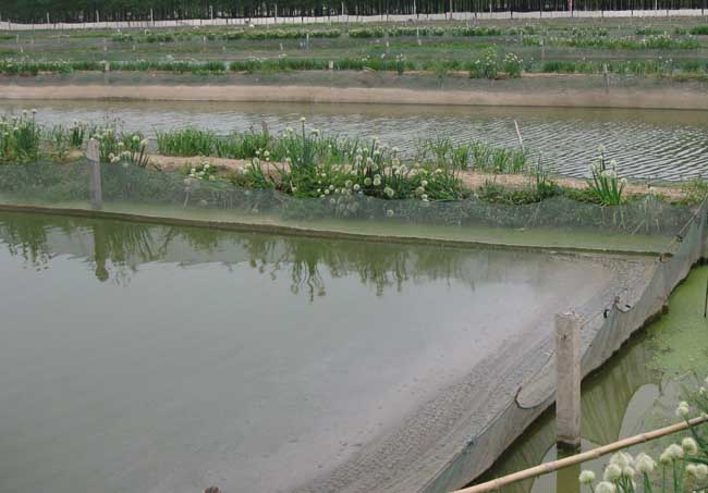 泥鳅养殖池的水质管理方法