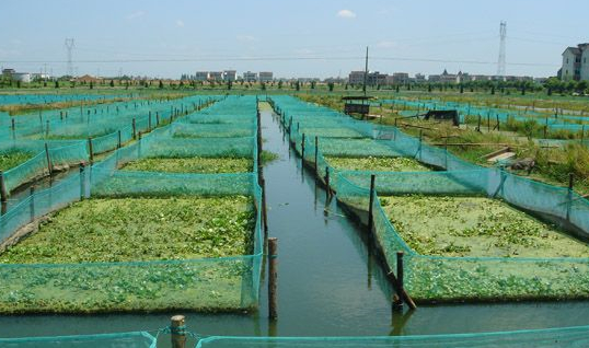 泥鳅养殖池的选择方法