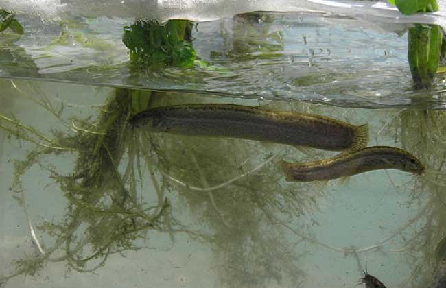 水泥池养殖泥鳅常见误区