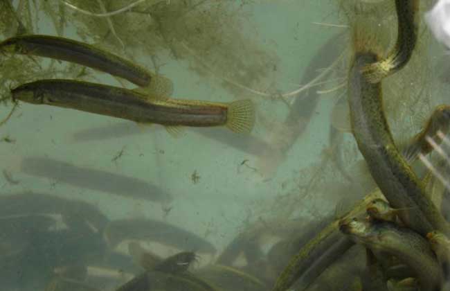 水泥池养殖泥鳅常见误区