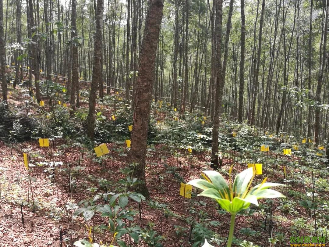 重楼种植土壤改良方法（附配方）