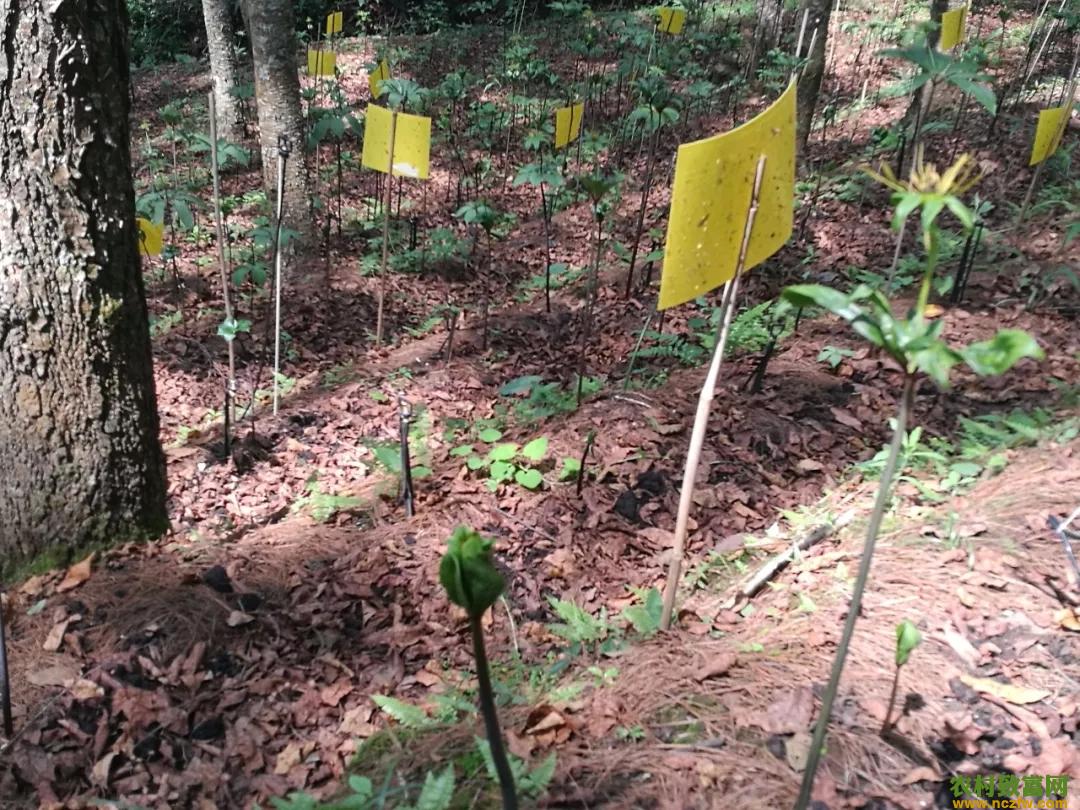 重楼种植土壤改良方法（附配方）