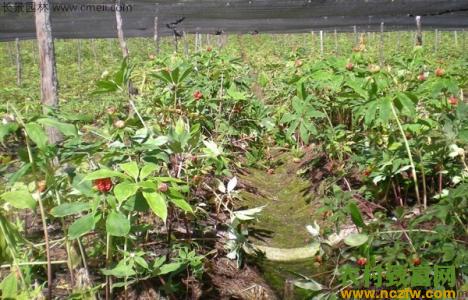 重楼适合东北种植吗