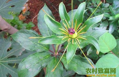 重楼适合东北种植吗