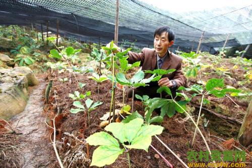  如何种重楼 重楼怎么种才好