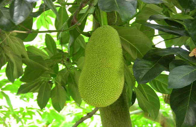 菠萝蜜的田间管理方法