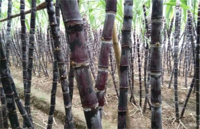 甘蔗秋季管理要点