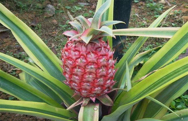 菠萝的施肥方法