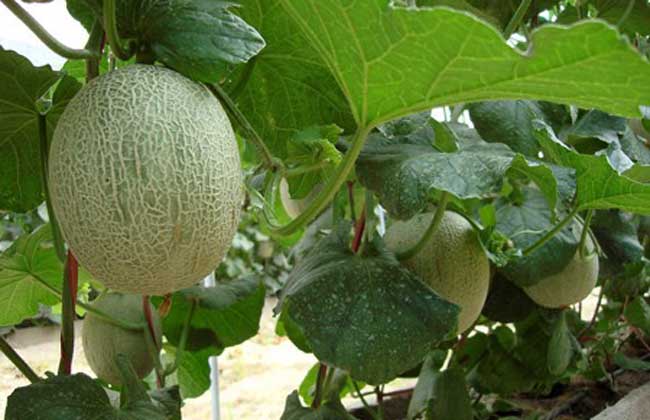 如何提高哈密瓜的产量
