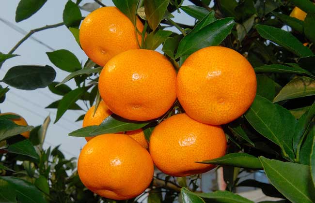 柑橘的园间管理方法