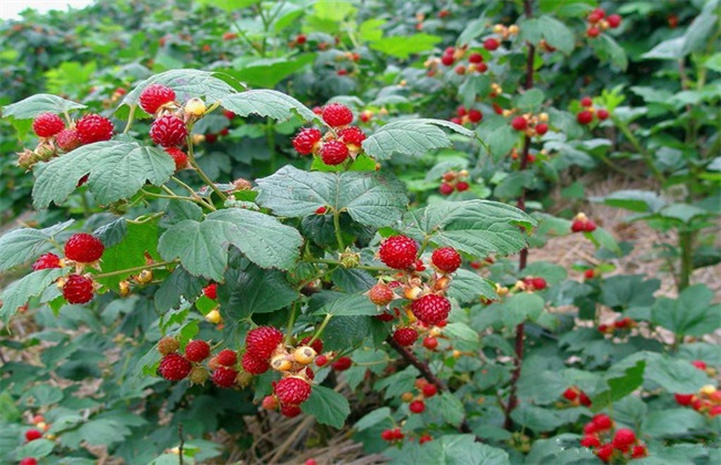 树莓种植的注意事项