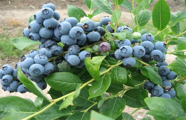 如何提高蓝莓的产量