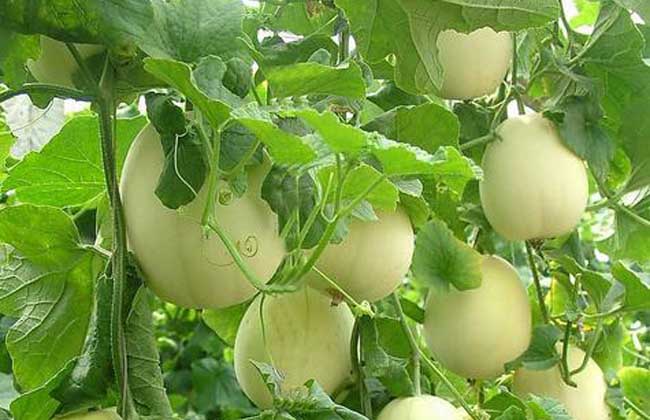 春季甜瓜的田间管理方法