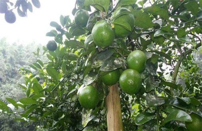 柠檬增产的方法