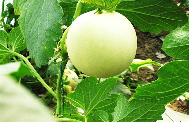 春季甜瓜的田间管理方法