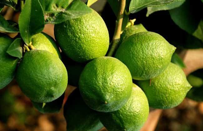柠檬增产的方法