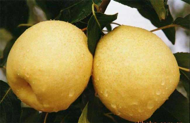 梨树座果少的解决办法