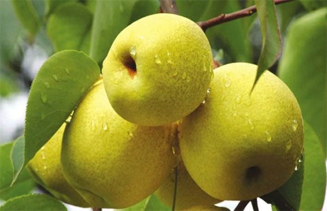 梨树座果少的解决办法