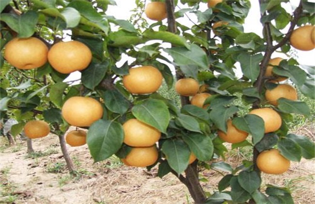 梨树座果少的解决办法