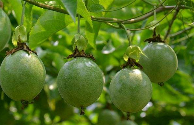 百香果如何种植才能高产