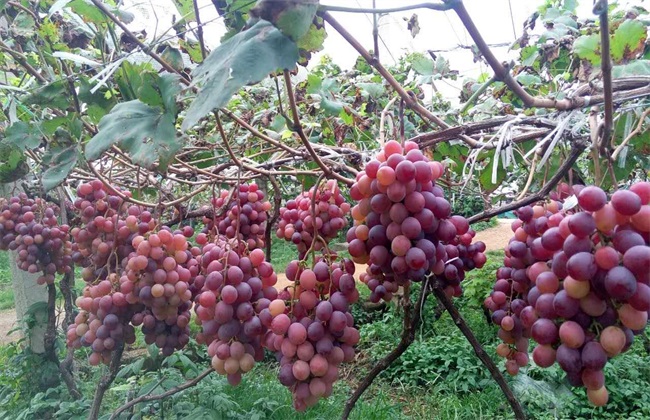 葡萄增产的方法
