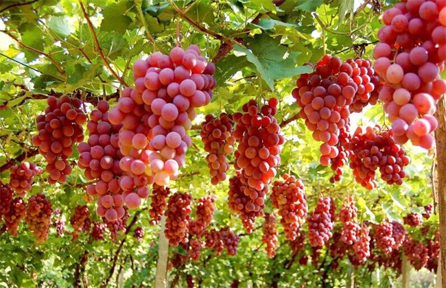 葡萄增产的方法