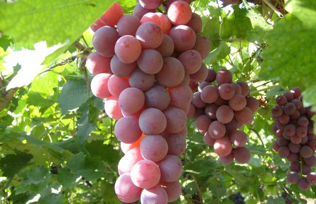 葡萄增产的方法