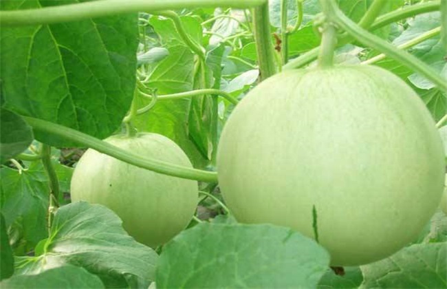 香瓜增产的方法