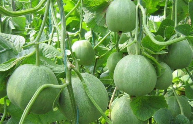 香瓜增产的方法