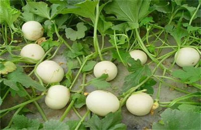 香瓜增产的方法