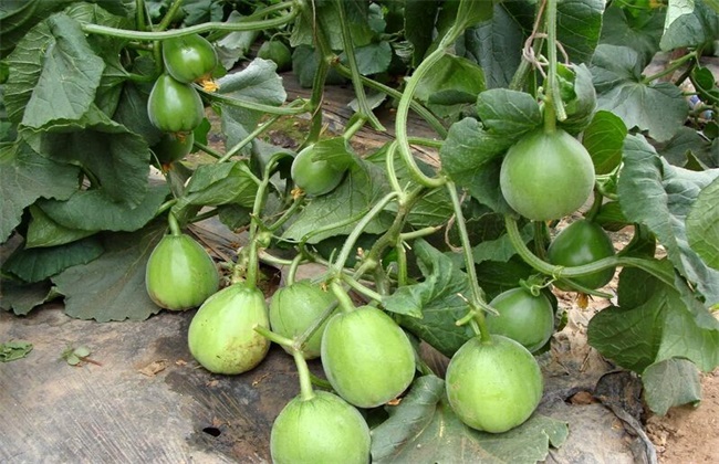 香瓜增产的方法