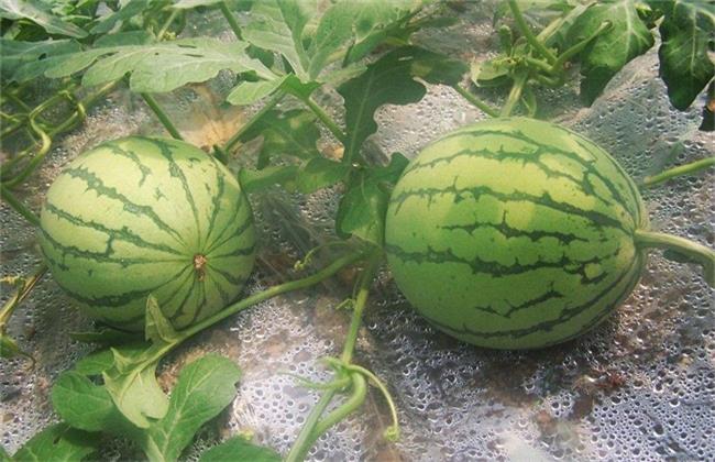 西瓜坐瓜率低的解决方法