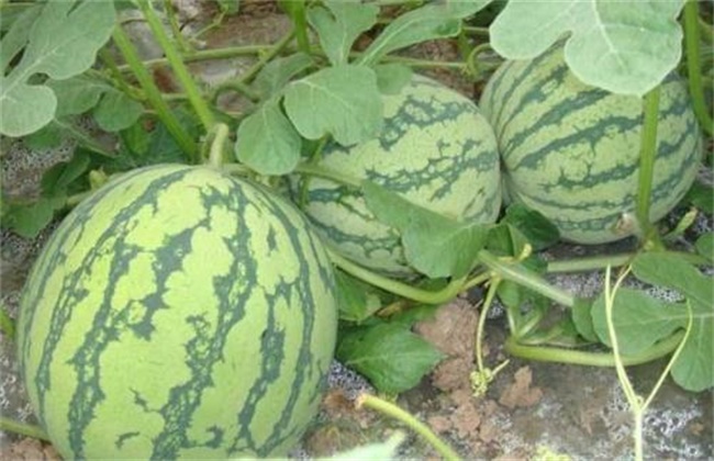 西瓜坐瓜率低的解决方法