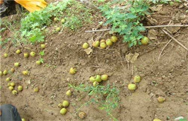 导致猕猴桃落果的原因