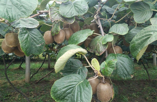 导致猕猴桃落果的原因