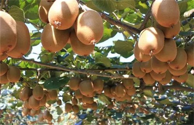 导致猕猴桃落果的原因