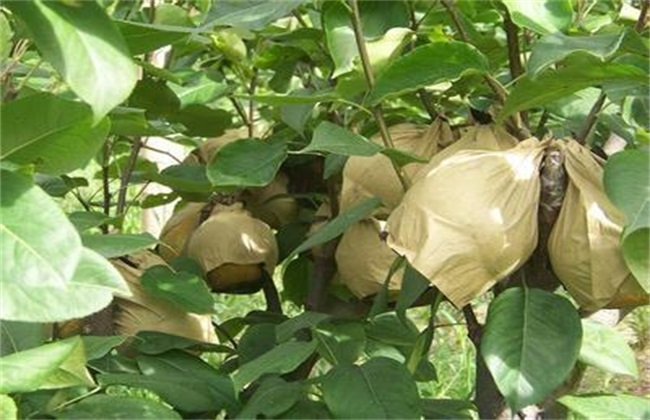 苹果套袋后的注意事项