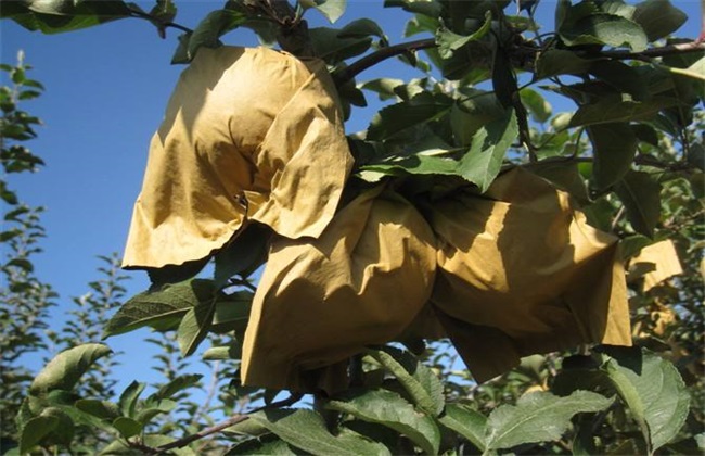 苹果套袋后的注意事项