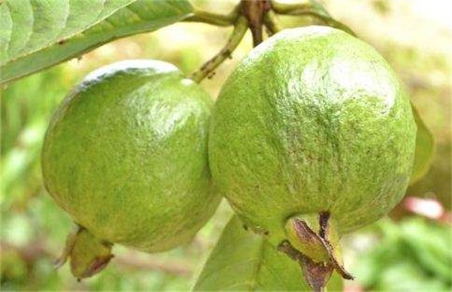 番石榴的常见病害及防治