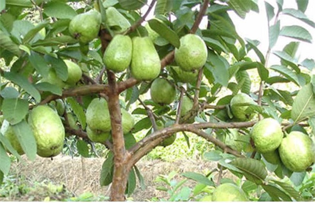 番石榴的常见病害及防治