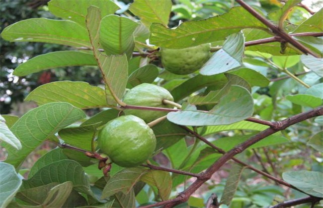 番石榴的常见病害及防治