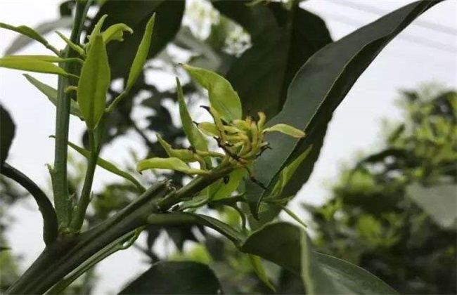 柑橘卷叶原因及解决方法