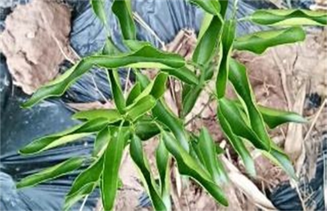 柑橘卷叶原因及解决方法