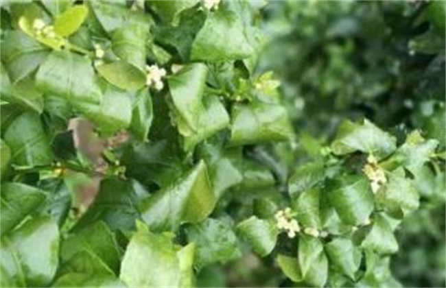 柑橘卷叶原因及解决方法