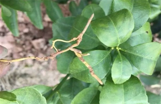 柑橘卷叶原因及解决方法